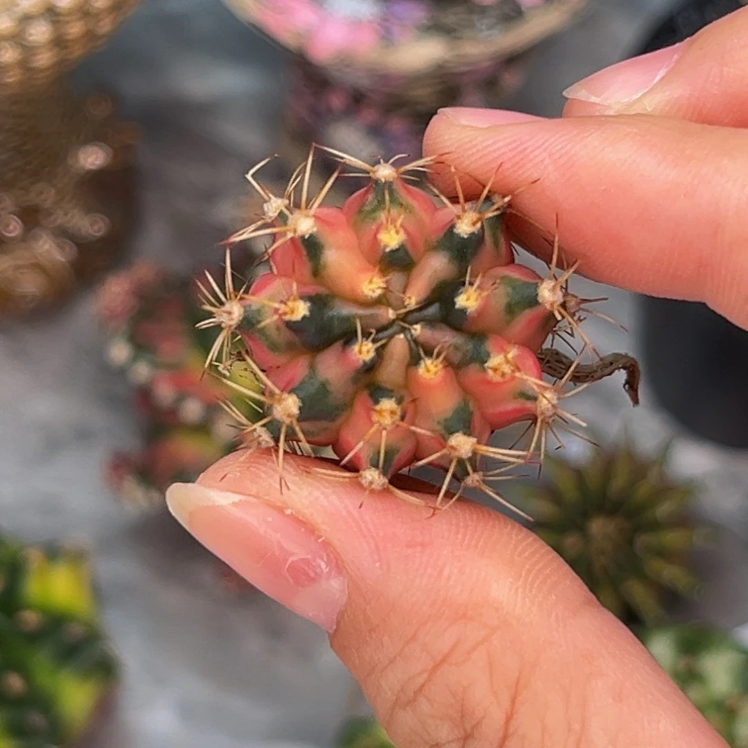 大神品侧 米哈仙人球