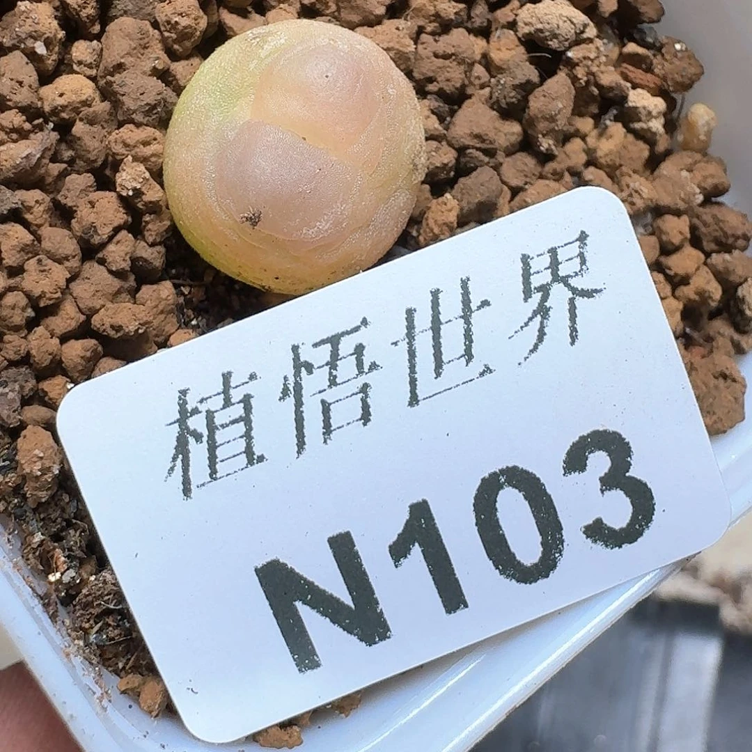 103号多肉植物哇c f