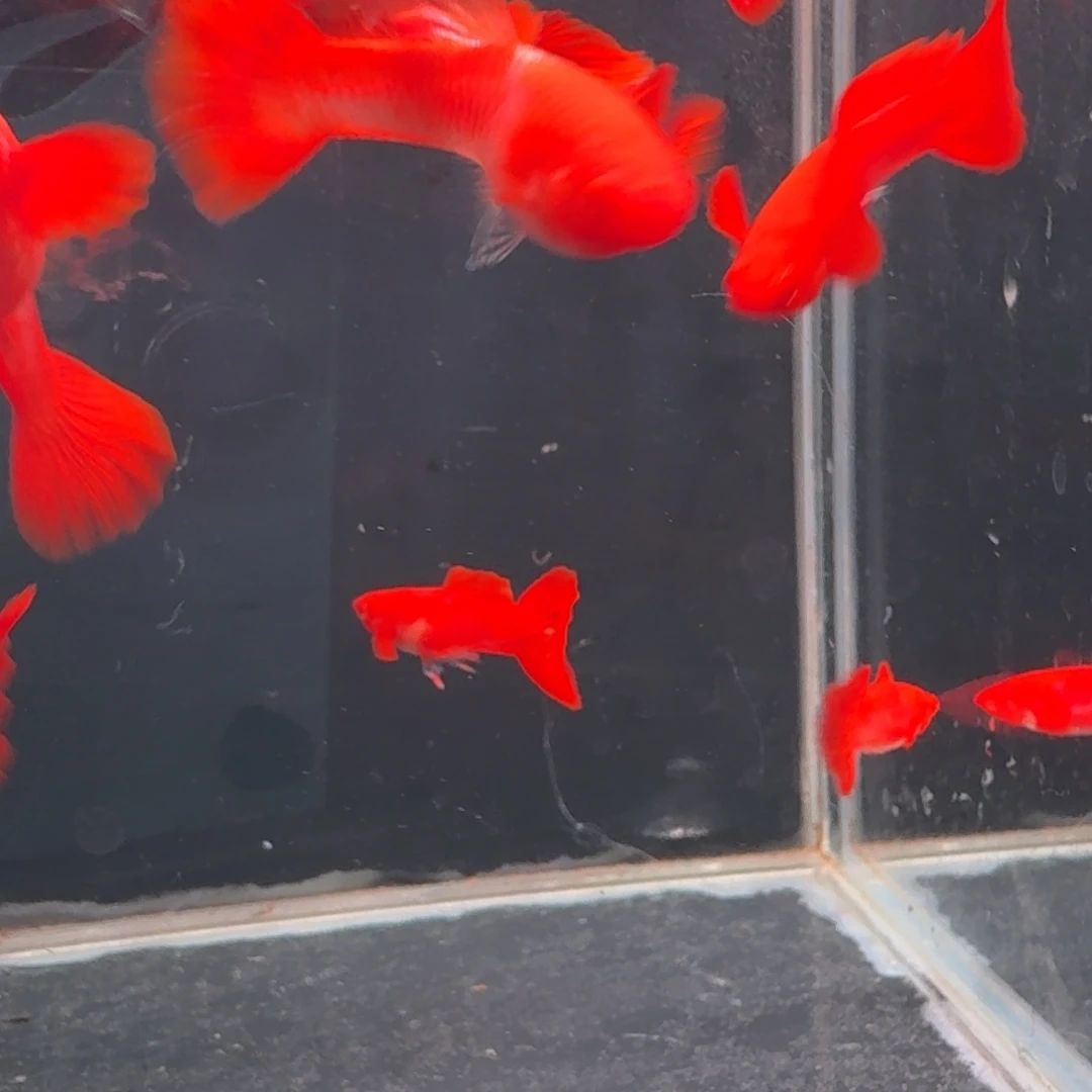 孔雀鱼双分水5对10条