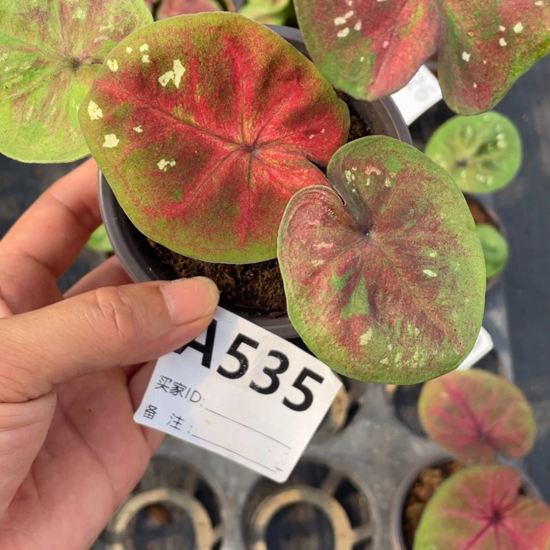 完全开放海王崽儿