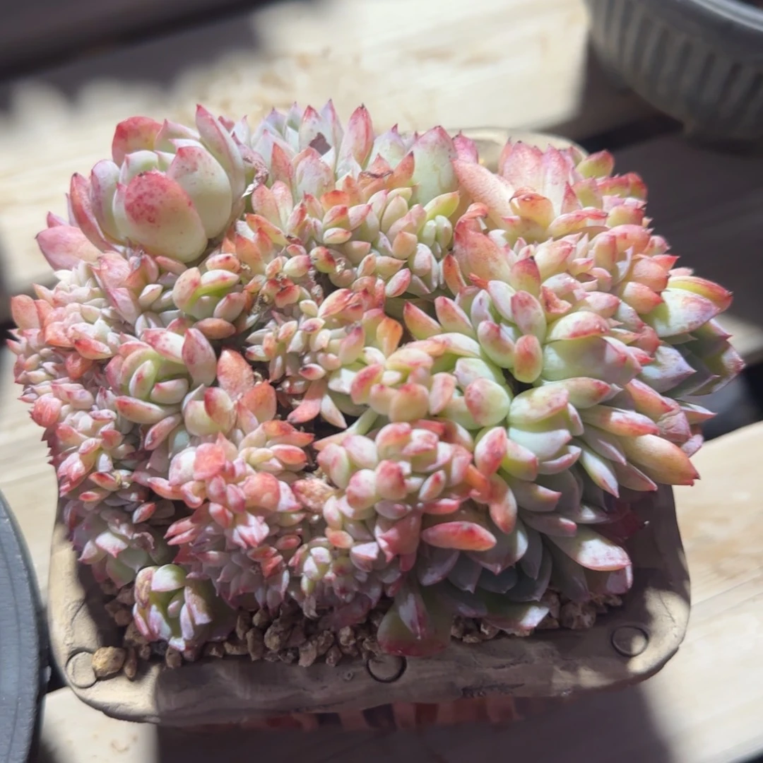 莎莎女王缀化五十包邮