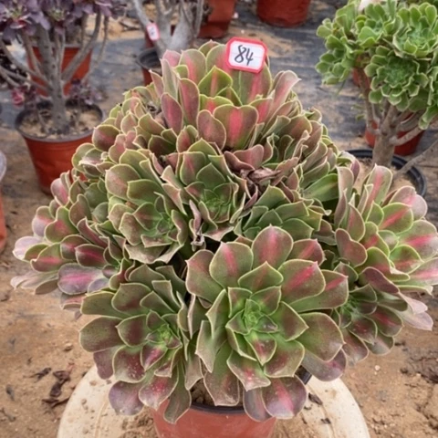 粉女巫中班一物一拍