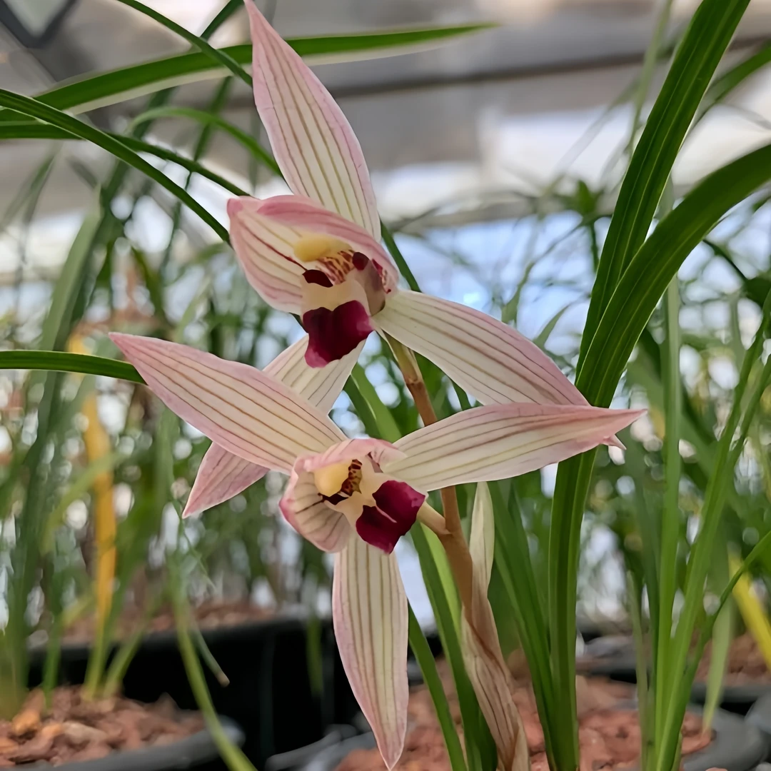 【莲瓣兰-小龙女】古道兰艺高山国兰 易养活无温室阳台养兰