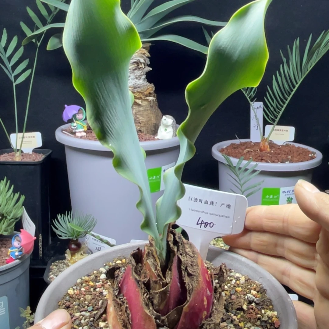 巨波叶血莲一物一拍带盆发货
