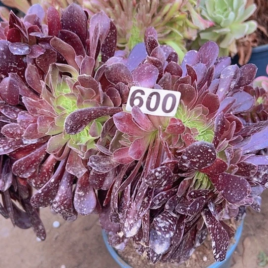 听*L多肉植物一个