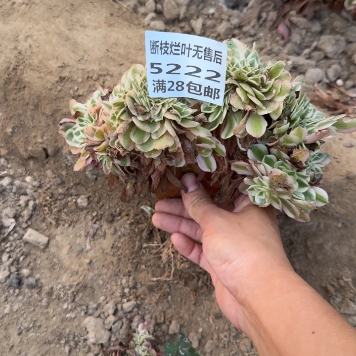 5222三号棚倾城缀