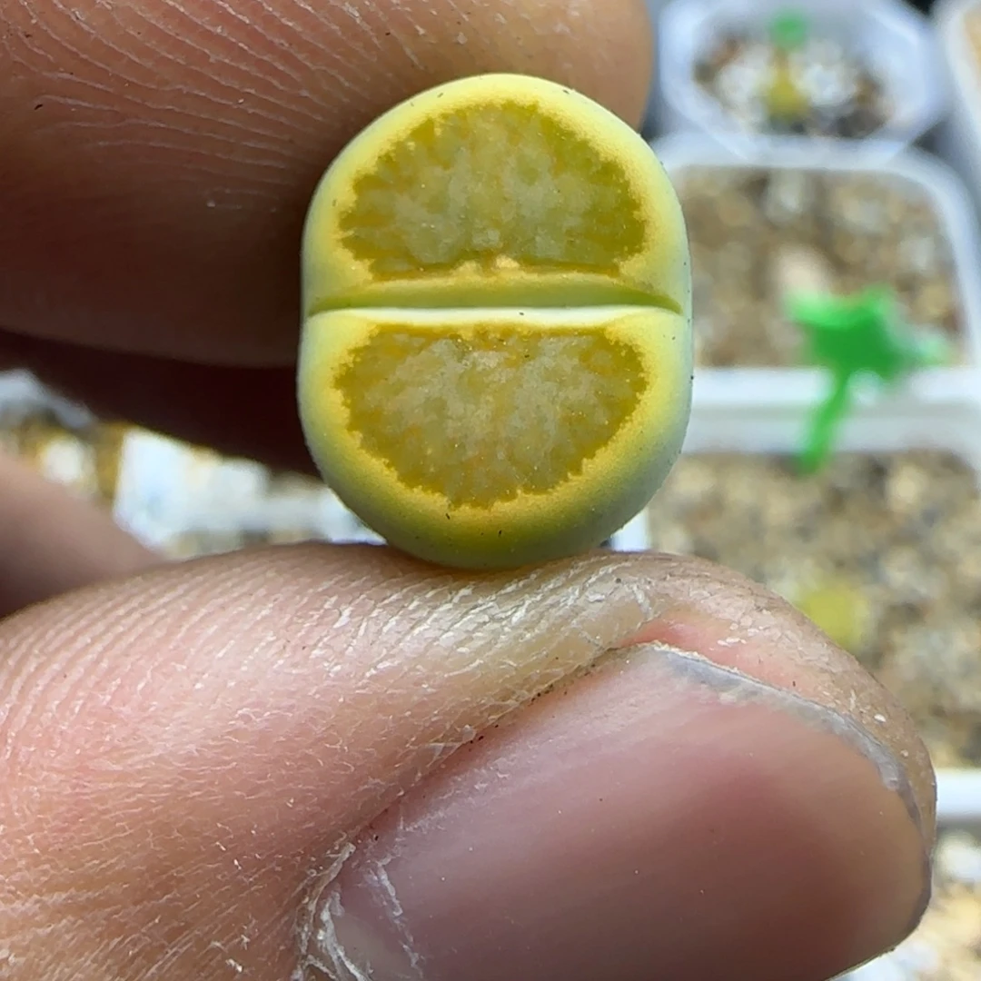 830 生石花大棚直播
