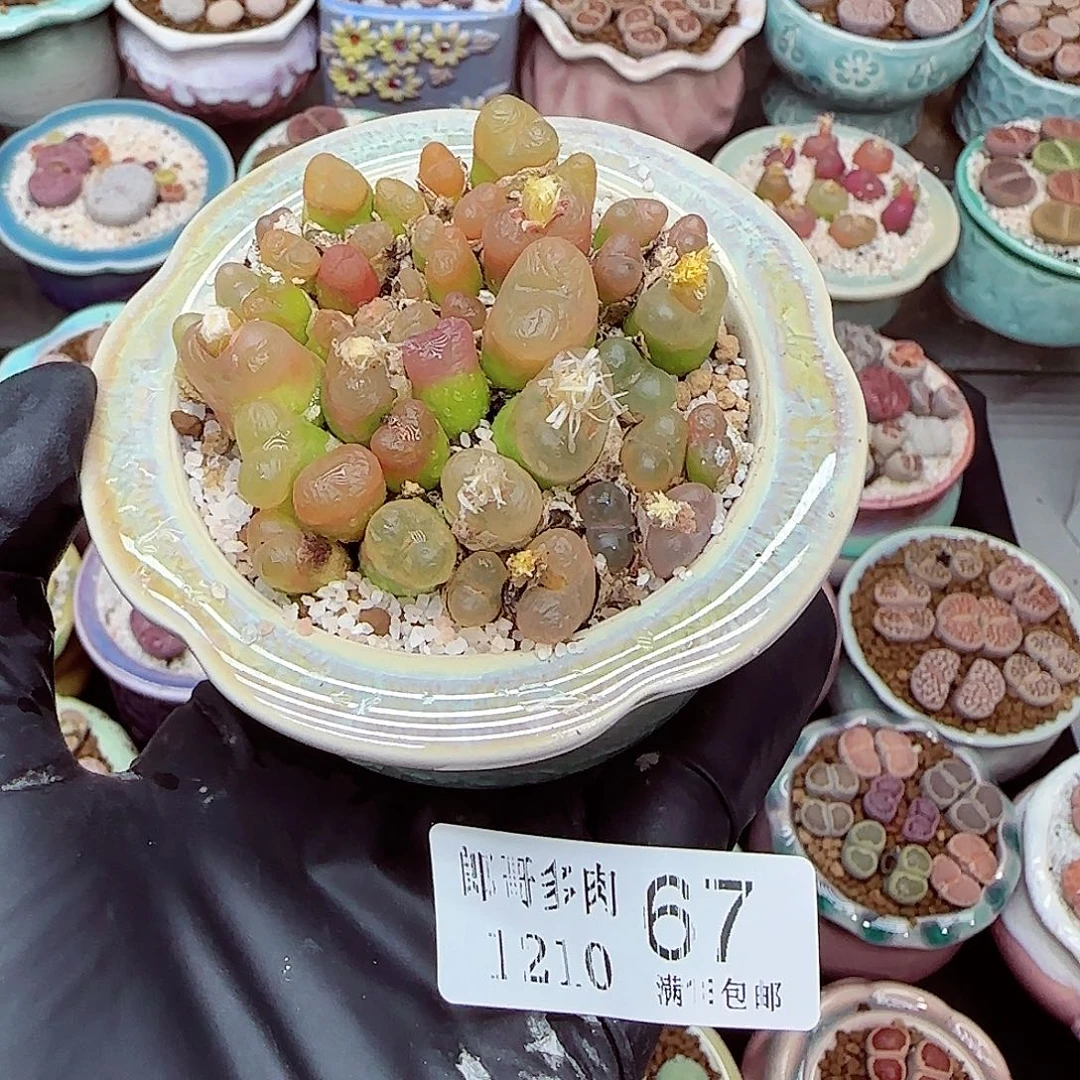 生石花满18包邮1210-67