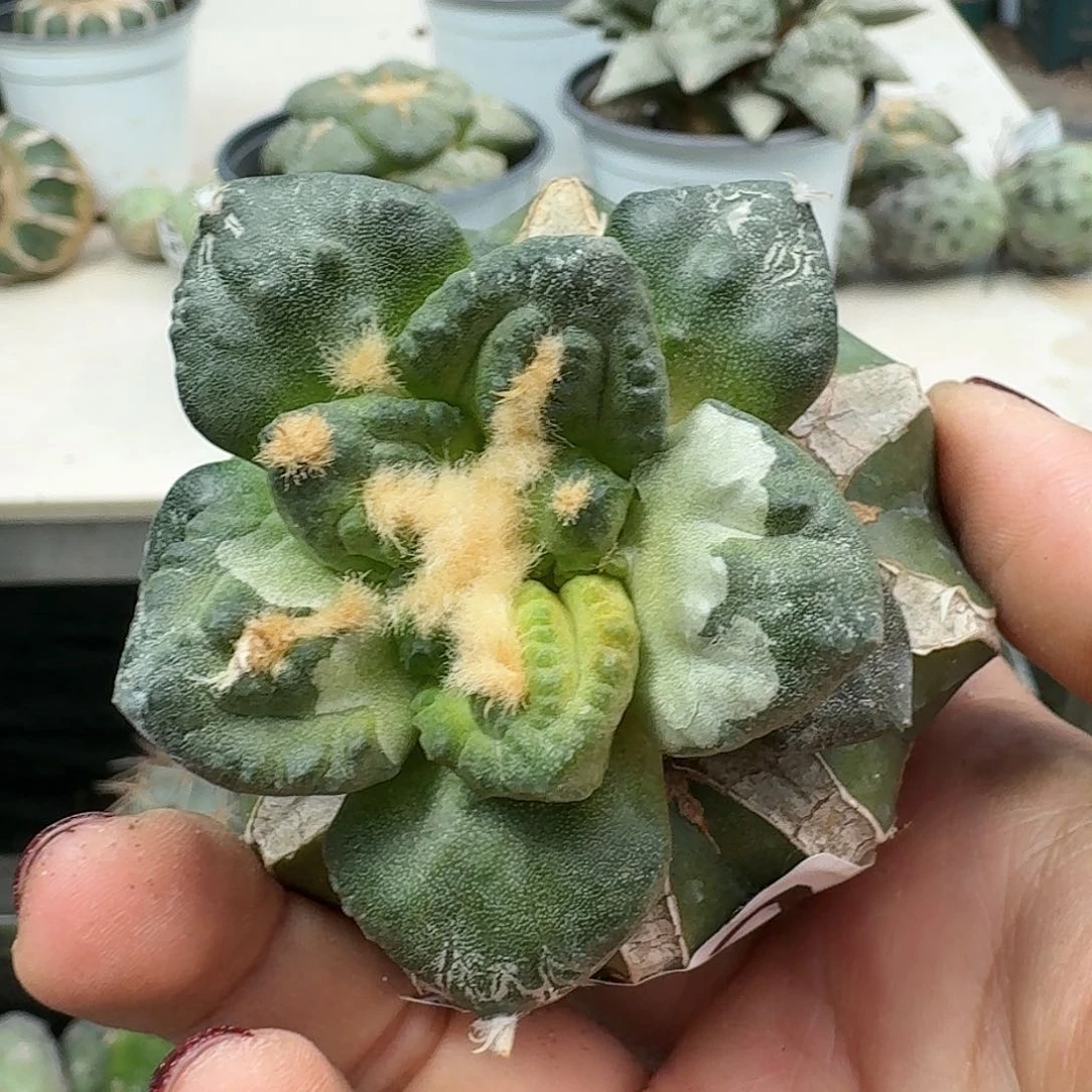 【闪购商品】无花朵汇**浦龟甲锦297