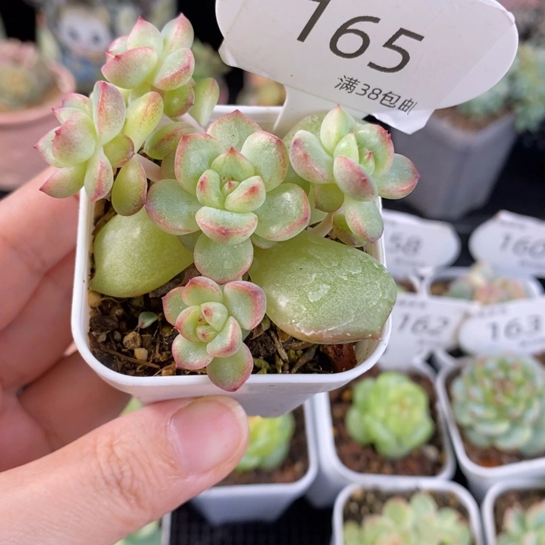 珍妮砍头群165号一颗