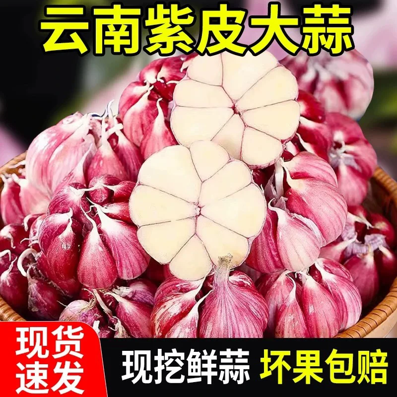 2025年云南现挖紫皮大蒜头多瓣蒜湿蒜辣鲜蒜可泡蒜醋蒜腊八蒜整箱