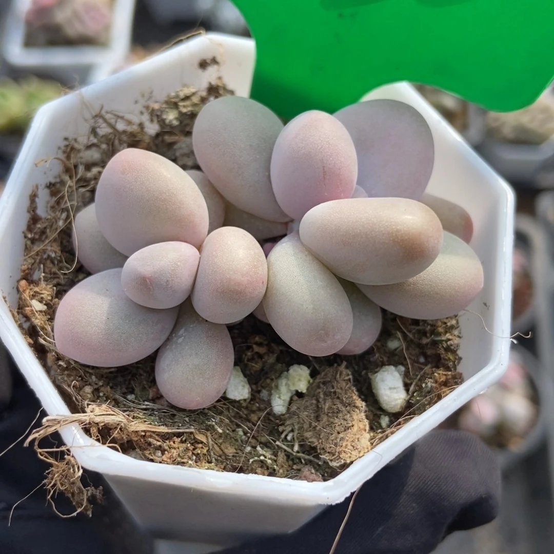 830彩虹奶多肉植物保护