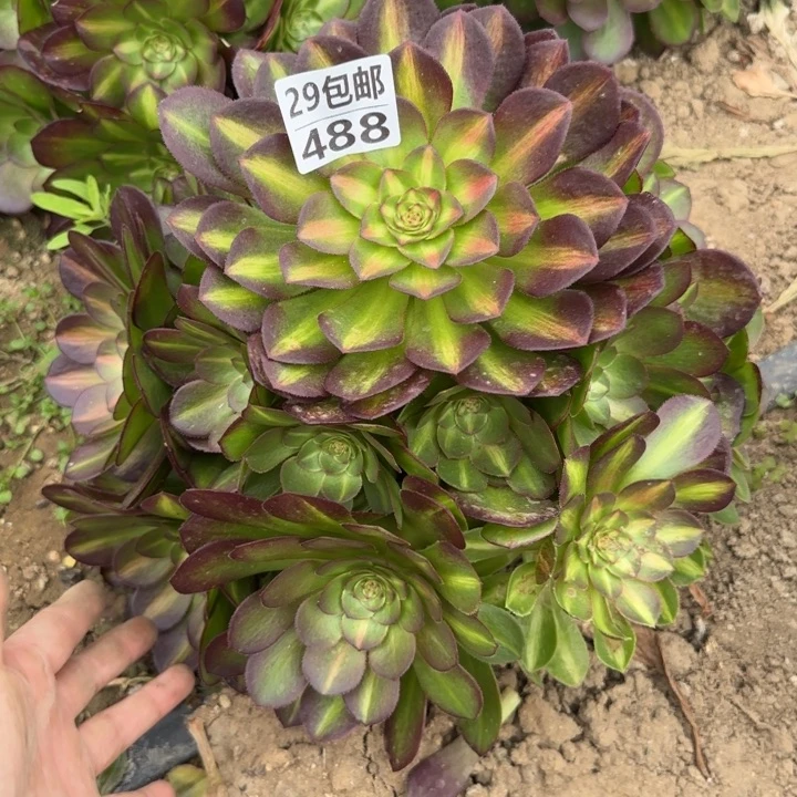 倾城中班……多肉植物……