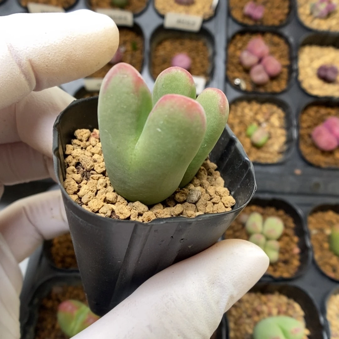 石****车多肉植物肉锥杂交K-4126