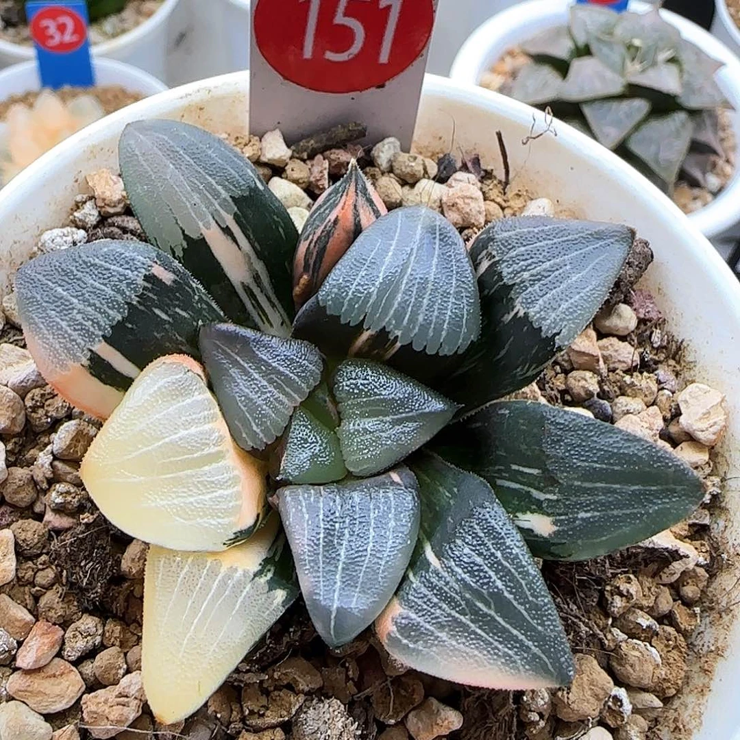 151号和田玉克锦一物一拍带盆土