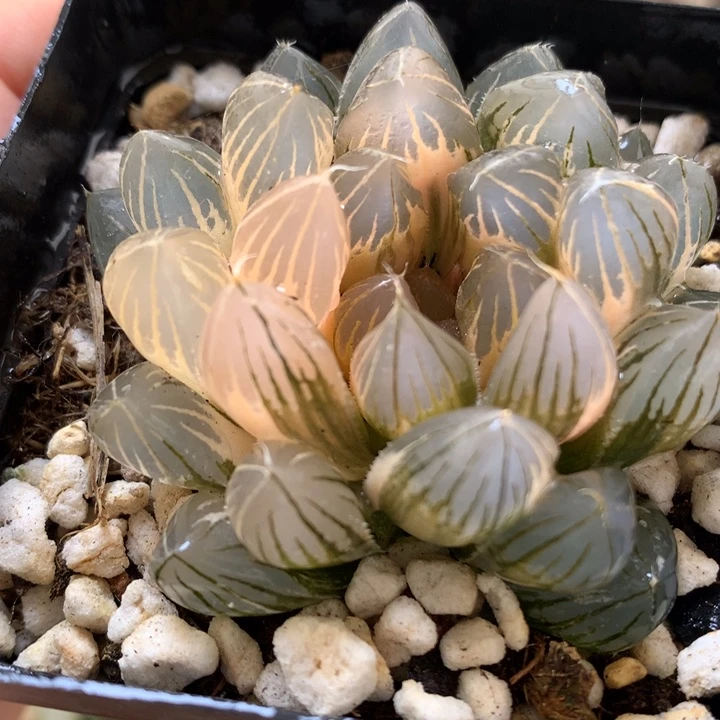 霓虹灯玉露锦带盆土发货