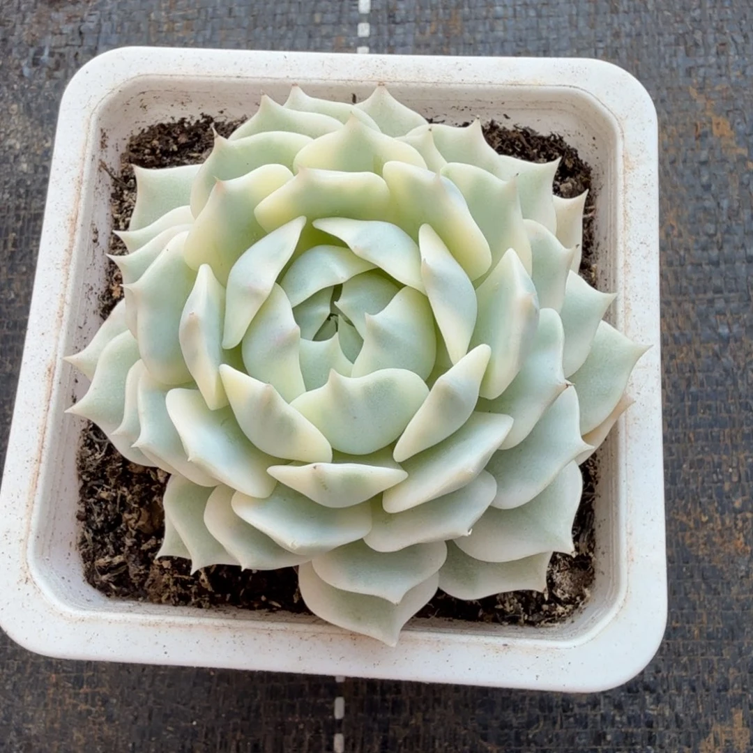 露娜莲锦锦上园艺一物一拍