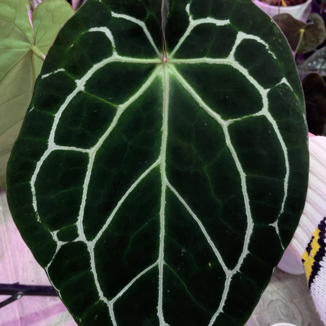 完全开放哥伦比亚黑水晶