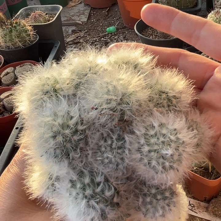 仙人球一物一拍实生