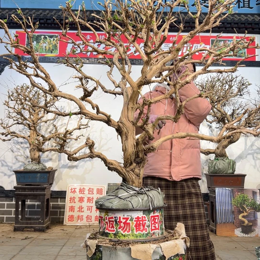 无花朵金银花888888