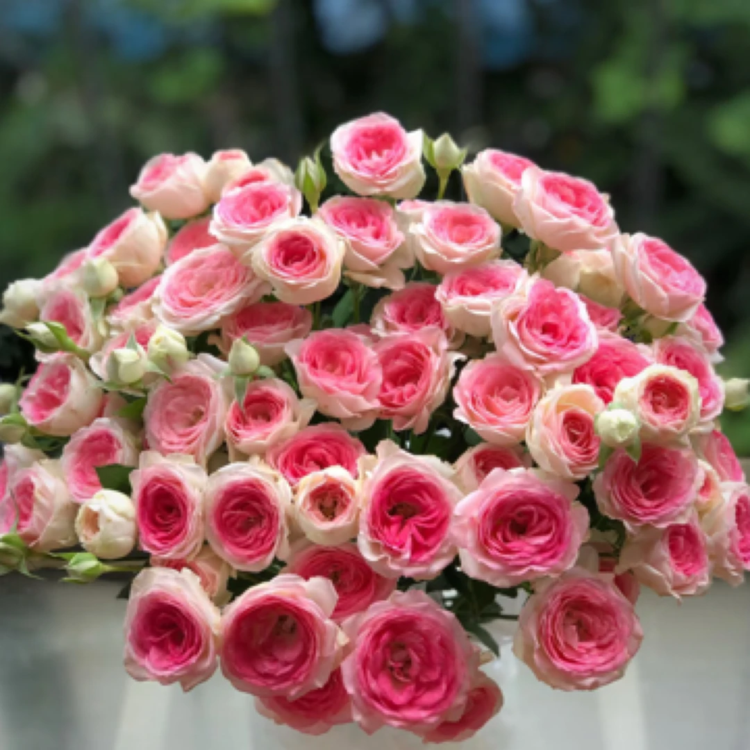 云南昆明基地直发午夜魔法多头玫瑰室内水养鲜花