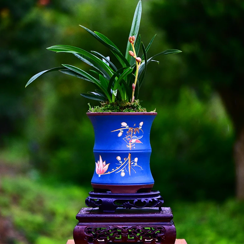 建兰铭品【丹霞红荷】高端紫砂盆室内好养易活栽好种好顺丰包邮