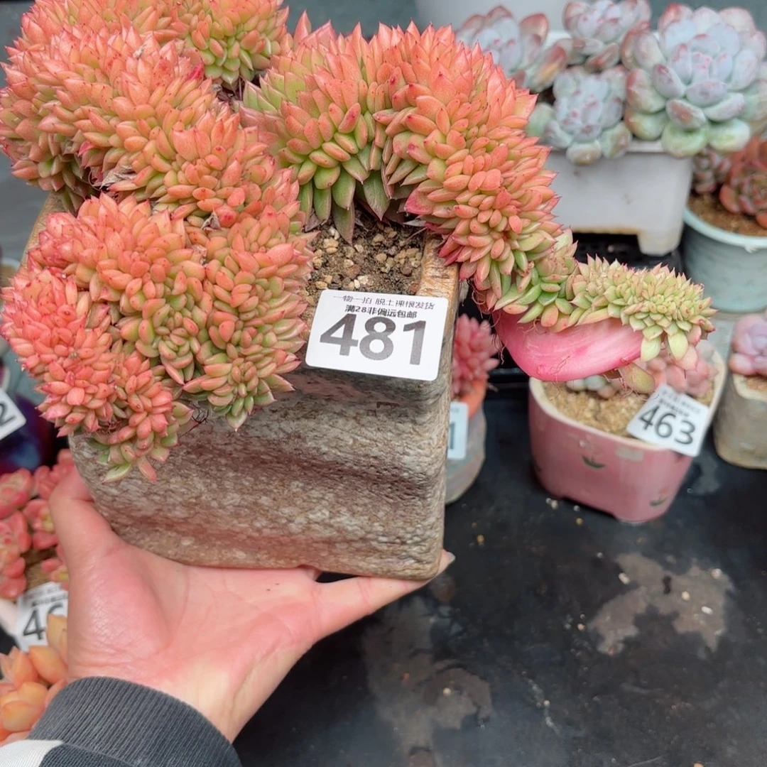 红玉缀无盆土发货