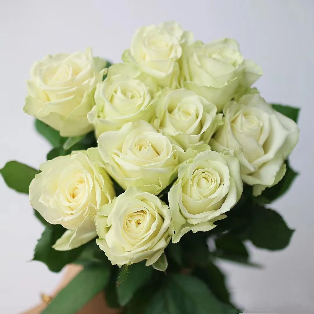 {白雪山}单头玫瑰炎炎夏日里的一抹小清新