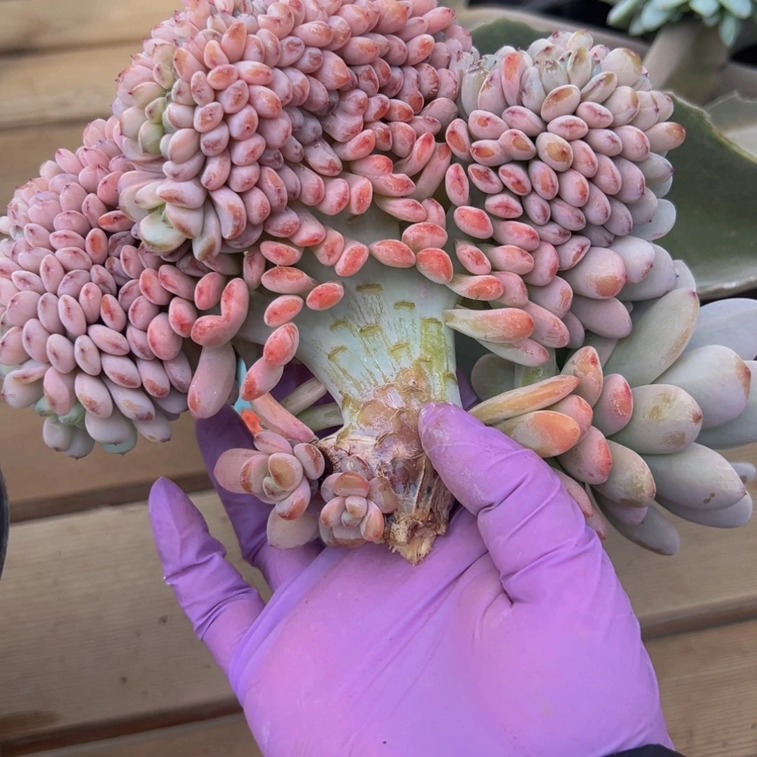 星星雪 新年快乐 新年快乐