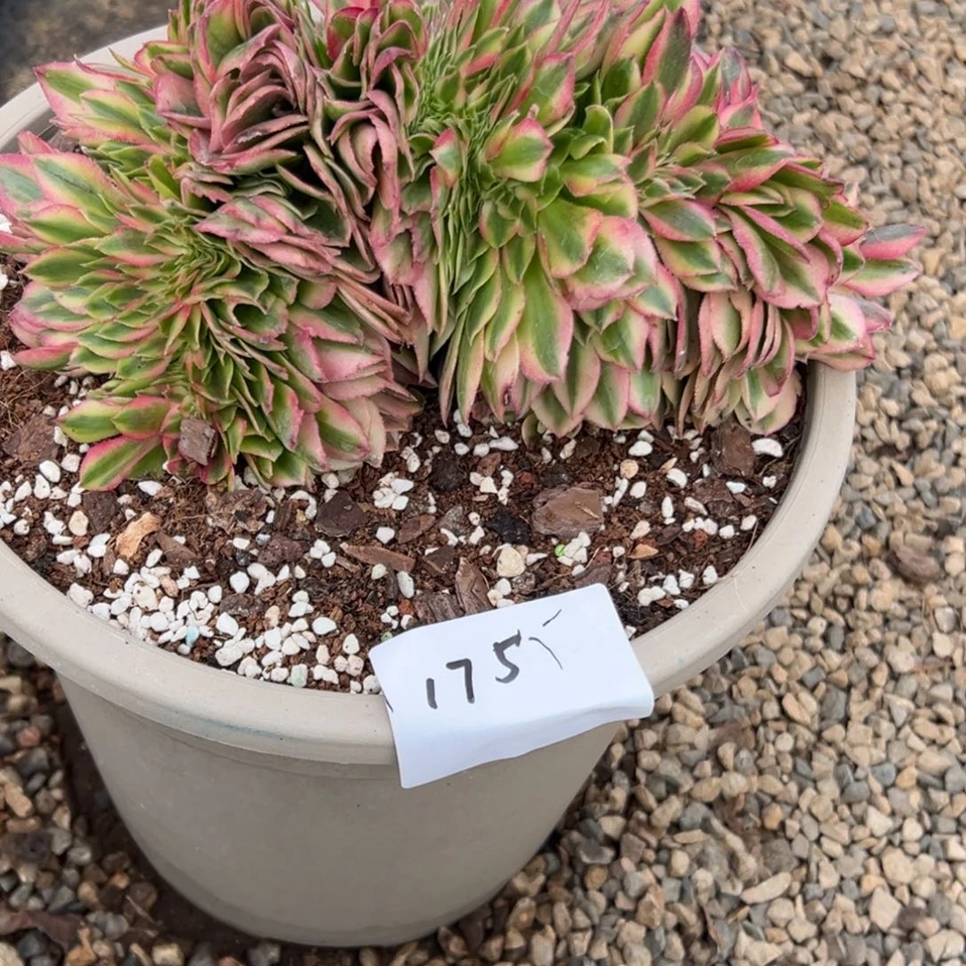 175玲珑缀（零下勿拍）