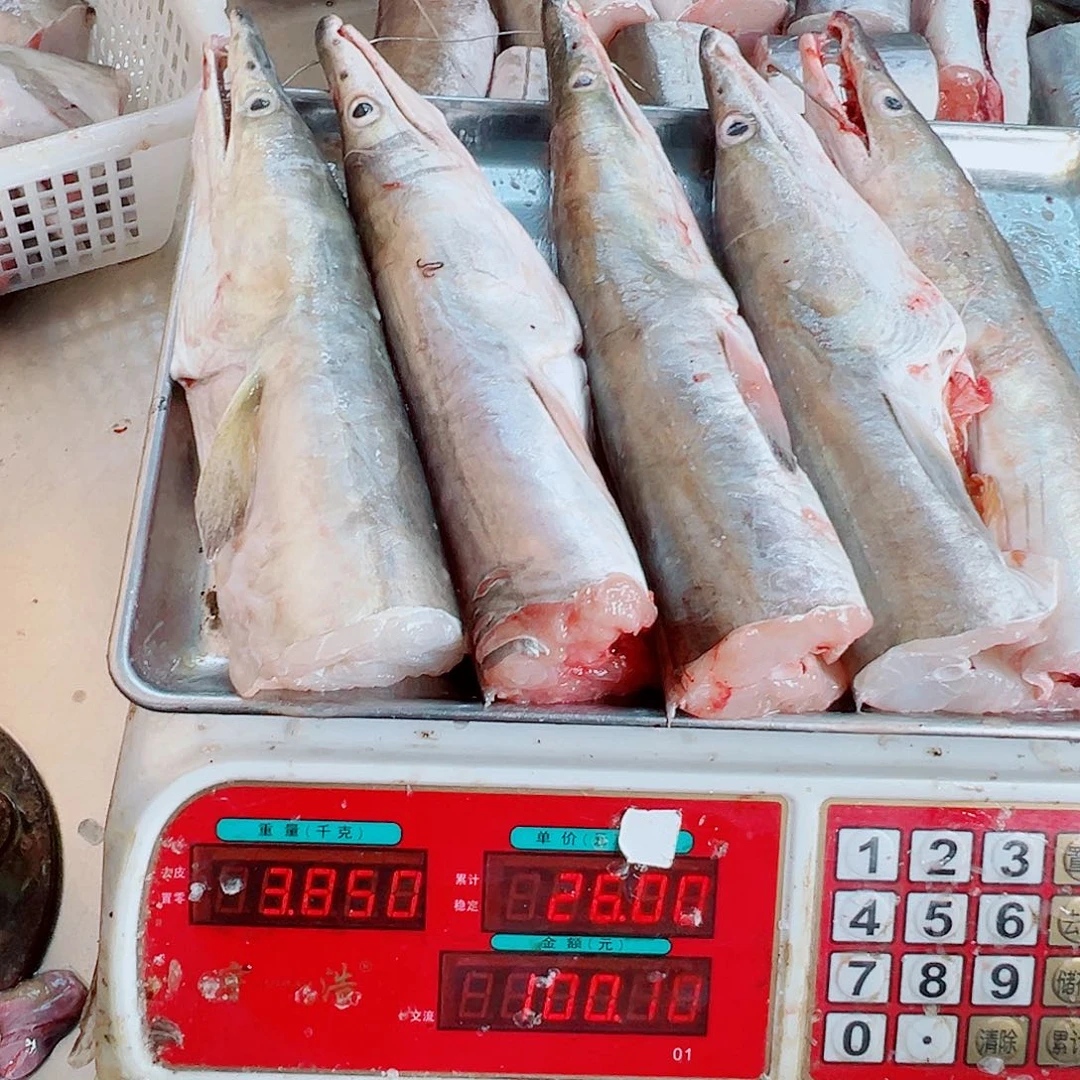 中国大陆五个鳗鱼头