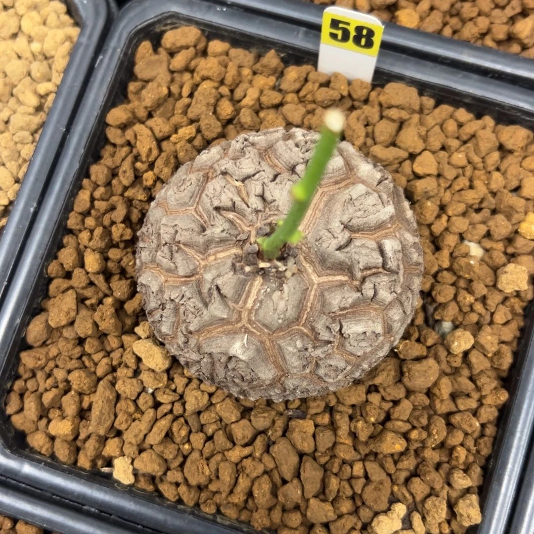 精品盆栽养定的龟甲龙58号
