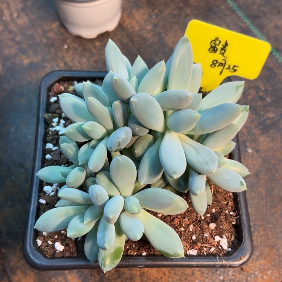 哥特萝莉九头，富贵