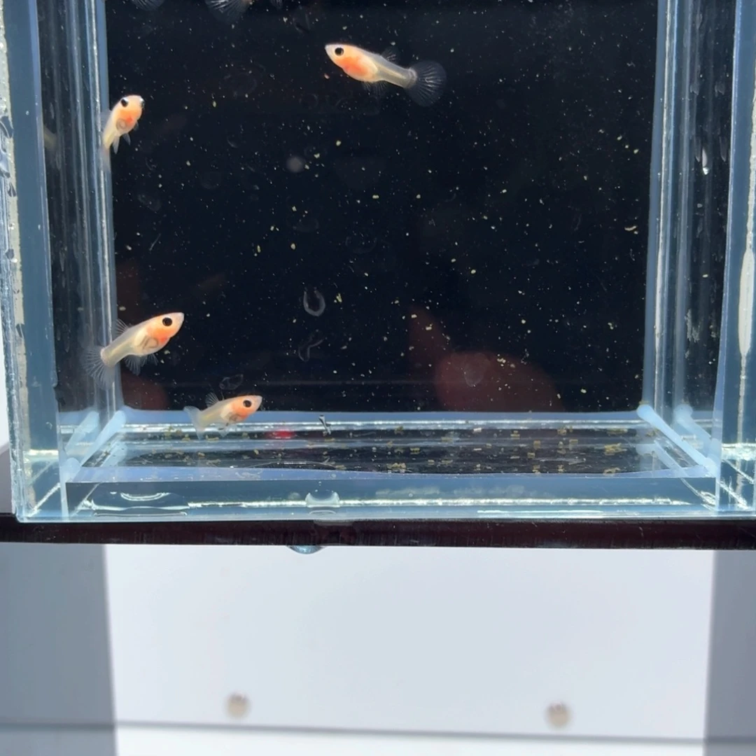 孔雀鱼幻彩粉猫苗6条（10）