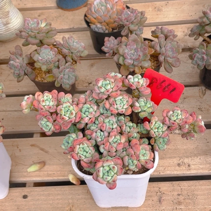 樱花罗琦多肉植物8661