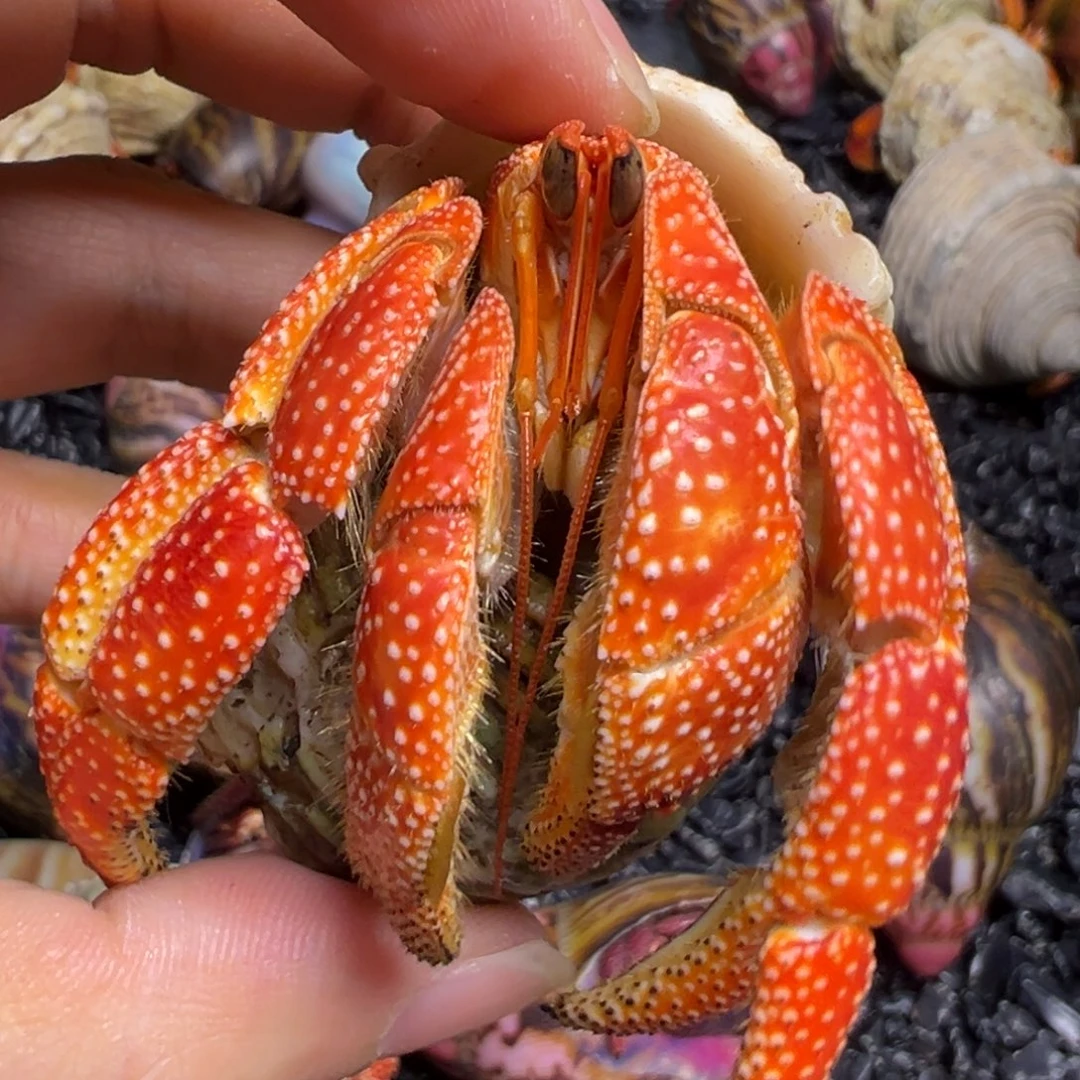 爬宠陆生寄居蟹3.2口