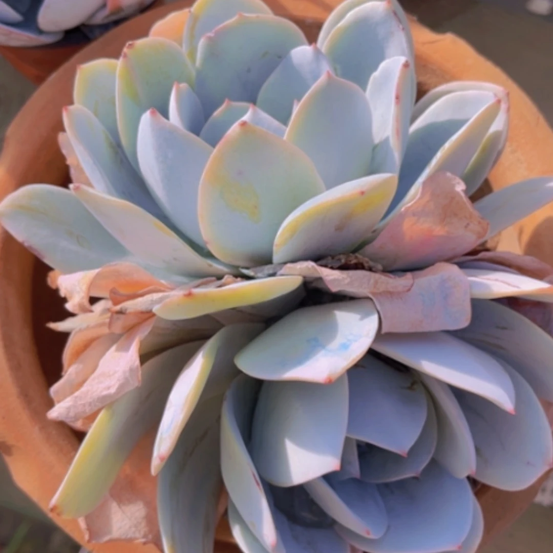 【闪购商品】白莲02256