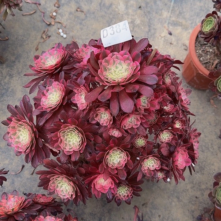 00000000000384红彤白