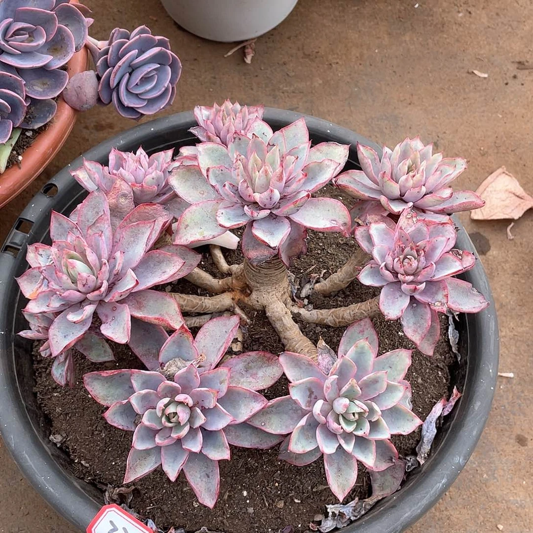 770赫拉一物一拍多肉