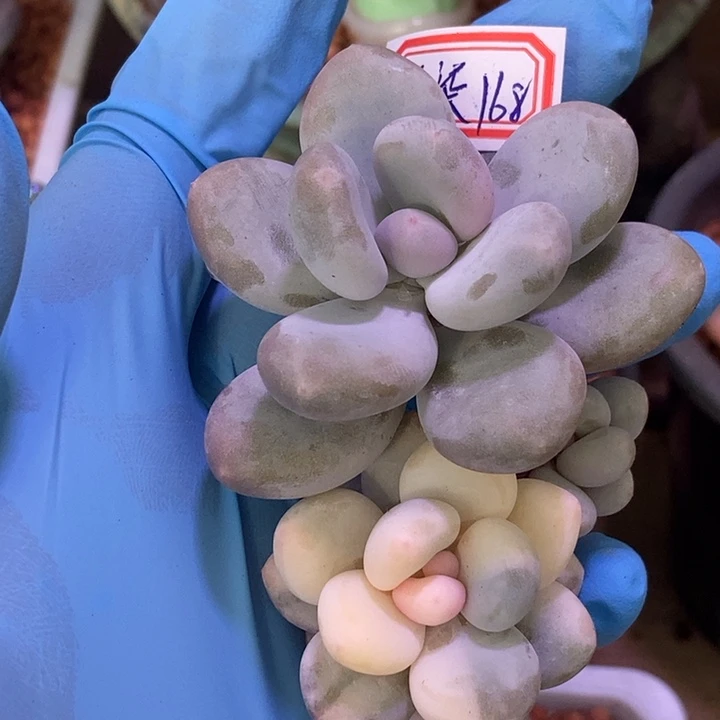 元***糖瓷白蛋黄奶酪锦多肉植物