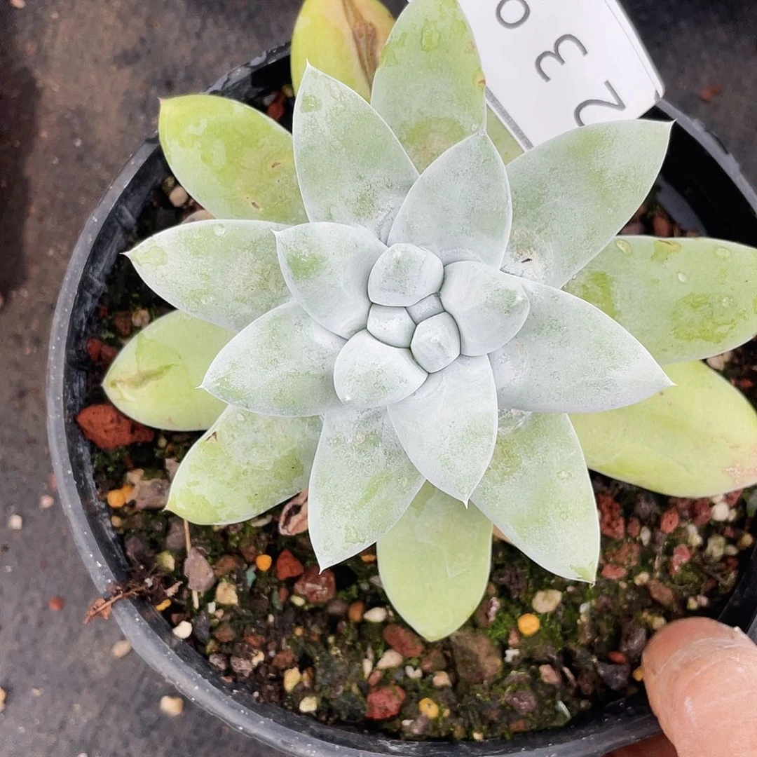 是*呀特价拇指老桩2398