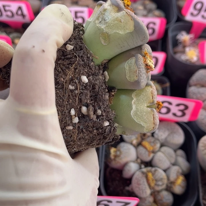 吴***樟968号888888888888