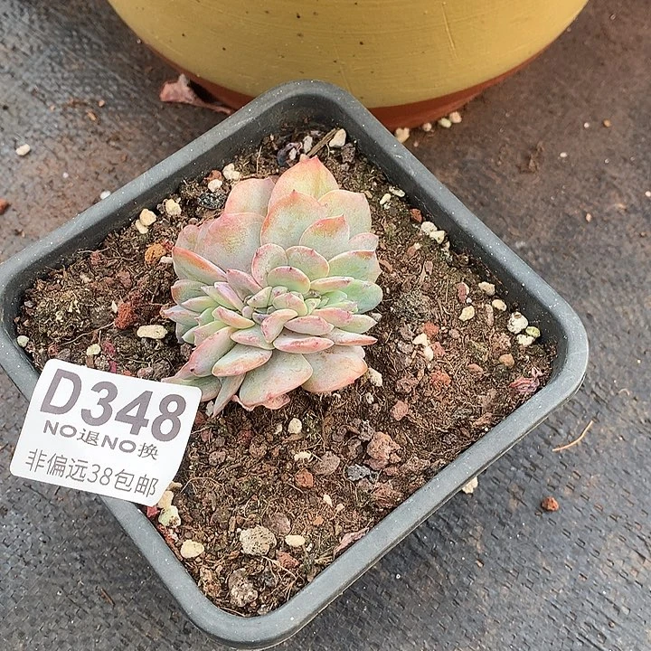 血凤缀化 348 基地已转清货 玻璃心勿扰