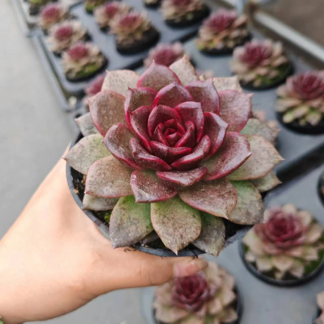 12#魔术玫瑰多肉植物  前男友精品多肉SM639