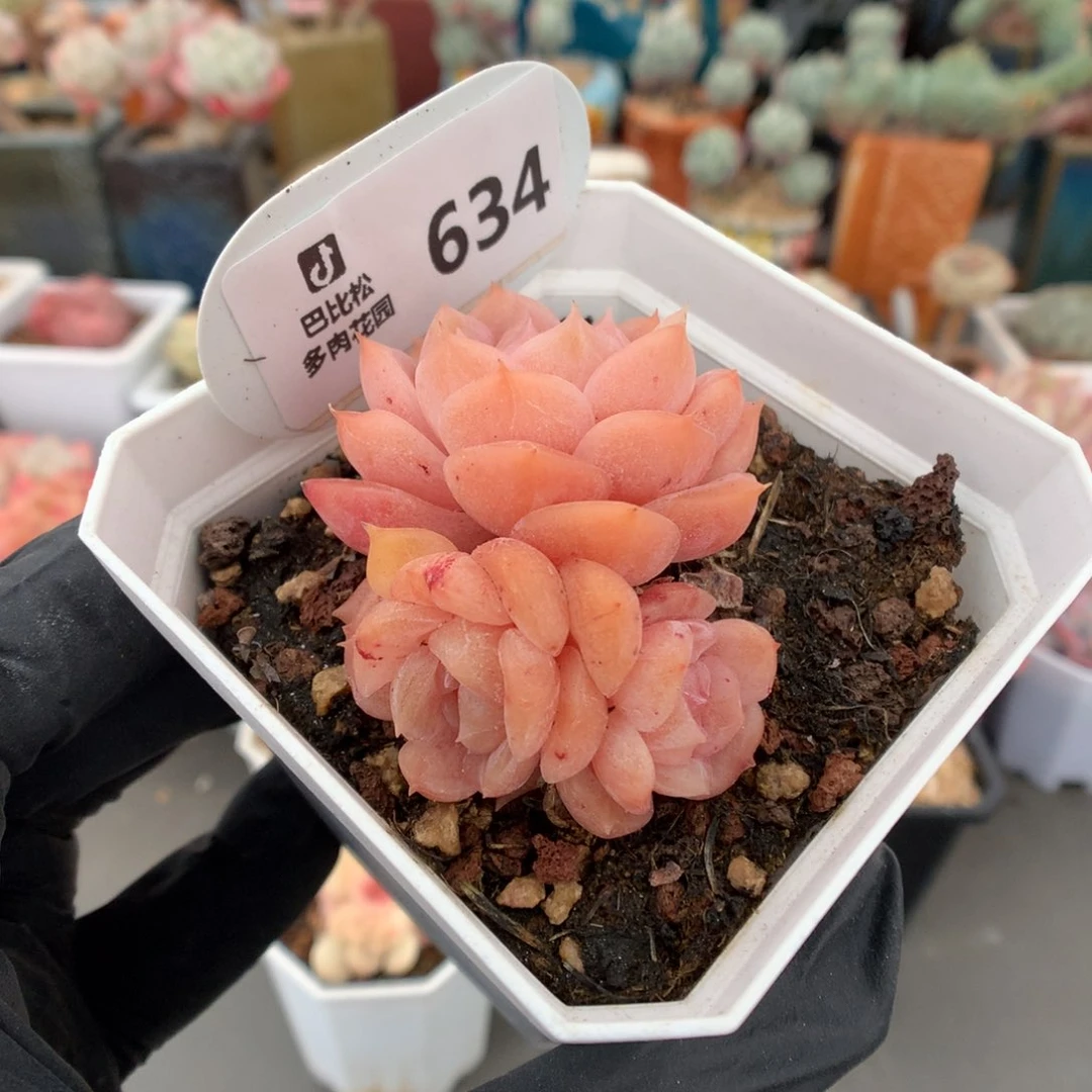 634 冰魄石化多肉