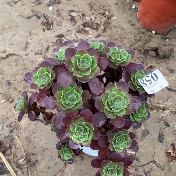 058魅金玫瑰绣球2