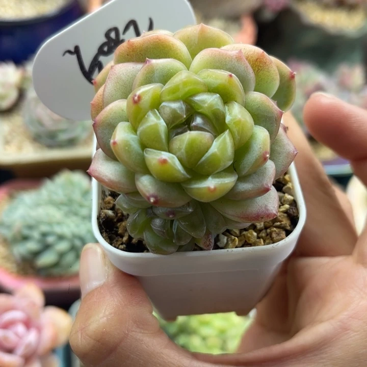 油透圆秃暗纹珍妮群6082