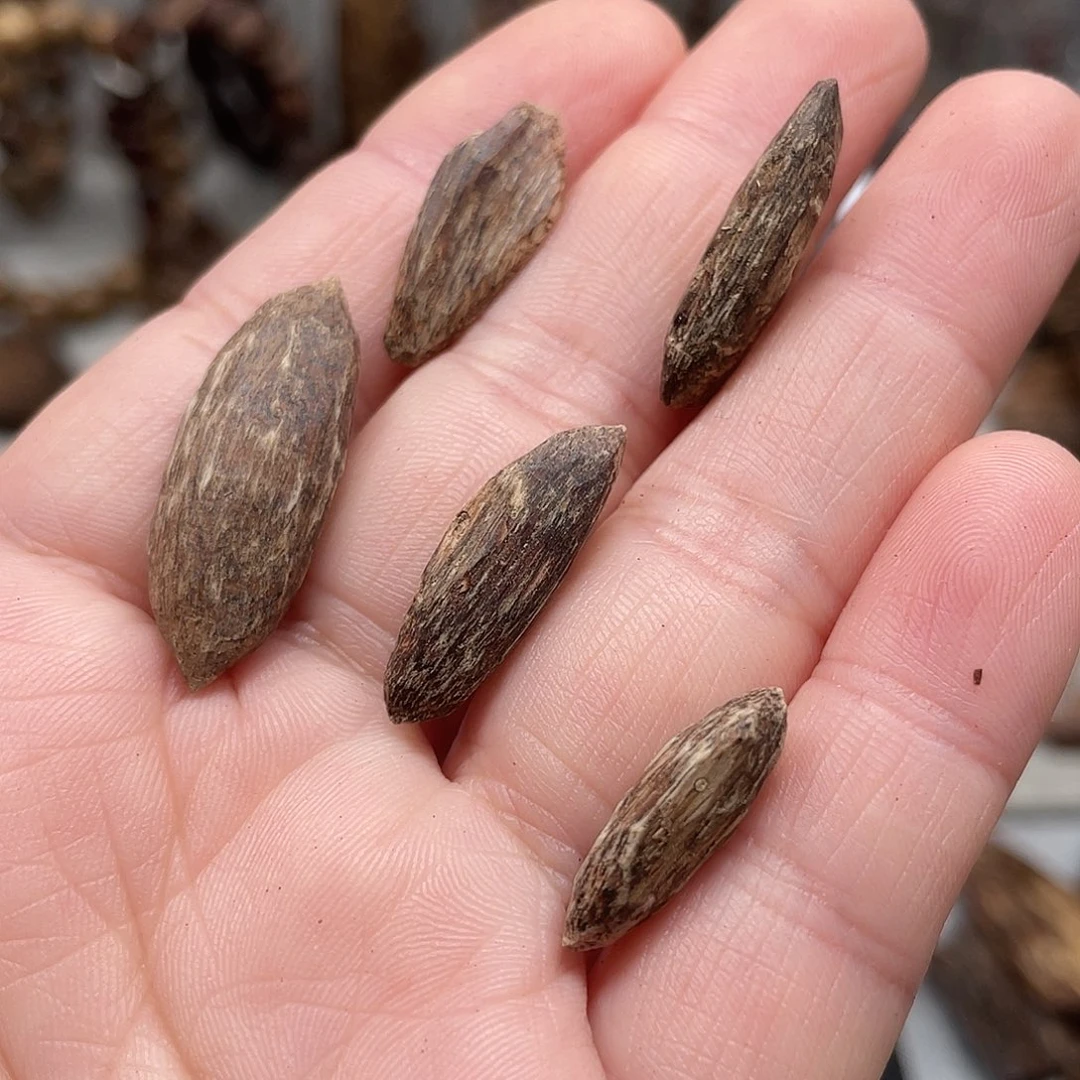 沉香碎屑沉香文莱