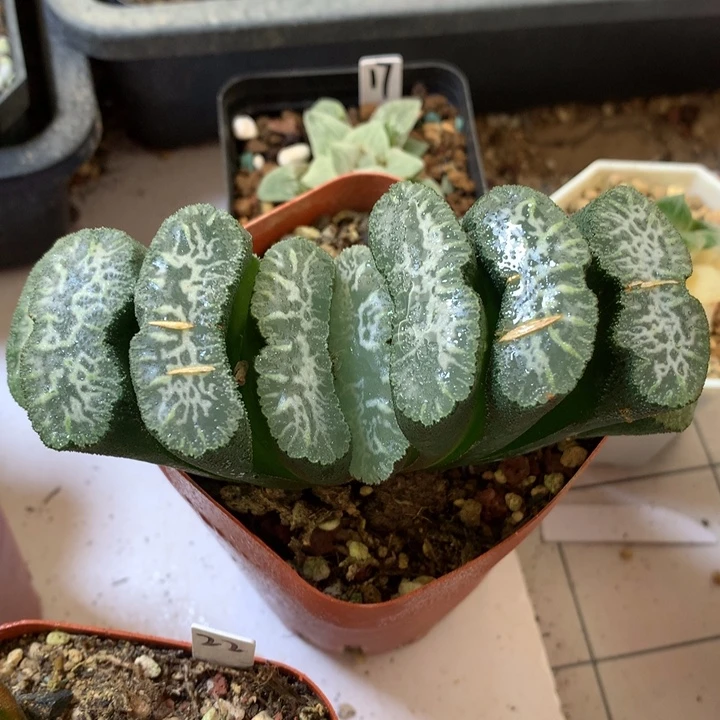 暴雪玉扇带盆土发货