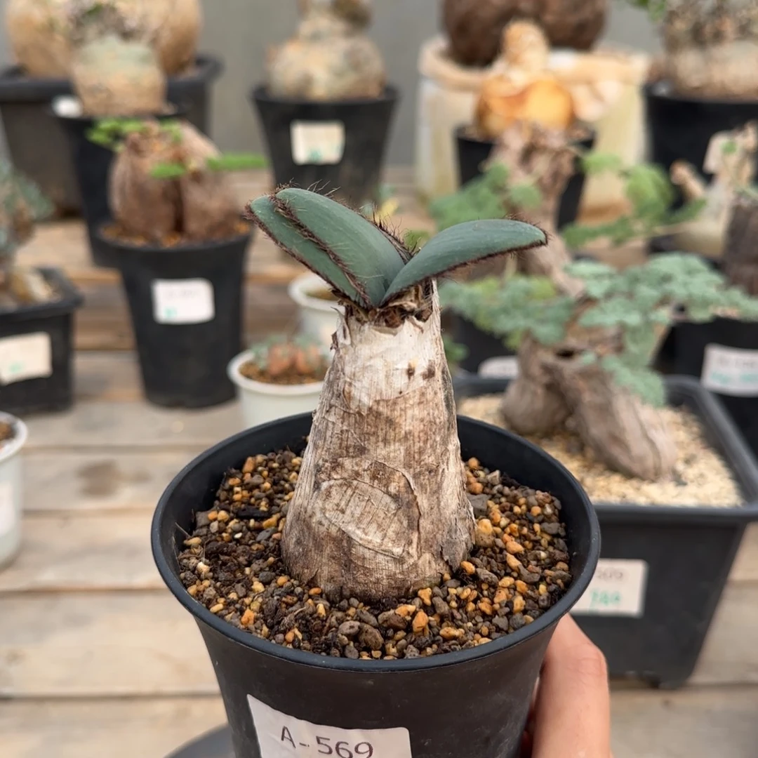 569斑刺花盏块根植物